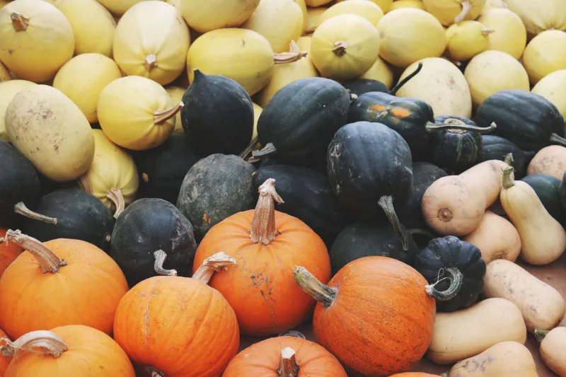 Harvest Rhythms: How East Coast Producers Turn Seasonal Cycles Into Supply Chain Strengths